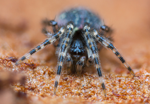 Theridion