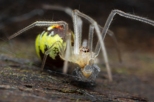 Theridion