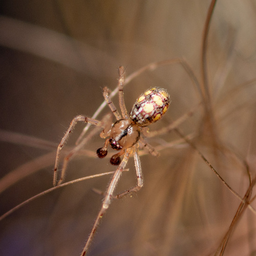 Theridion