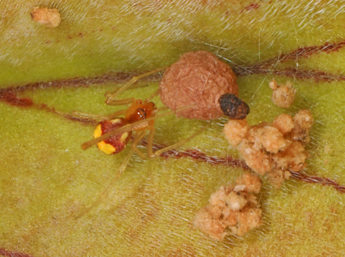 Theridion