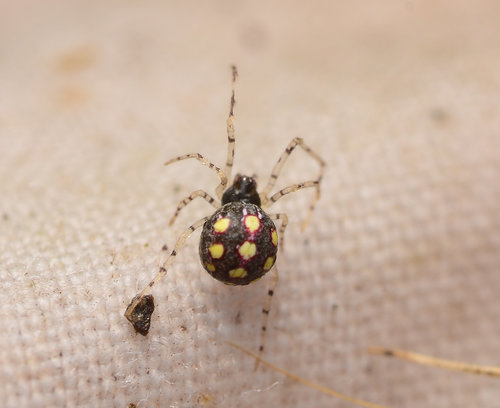 Theridion
