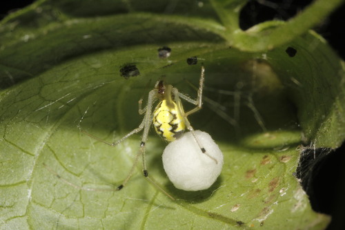 Theridion