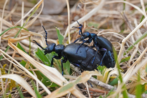 Black Oil Beetle
