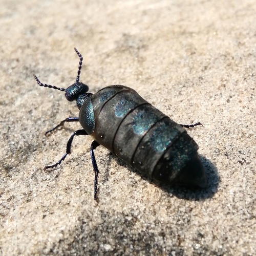 Black Oil Beetle