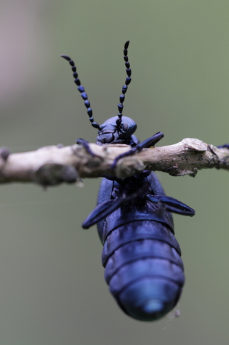 Black Oil Beetle