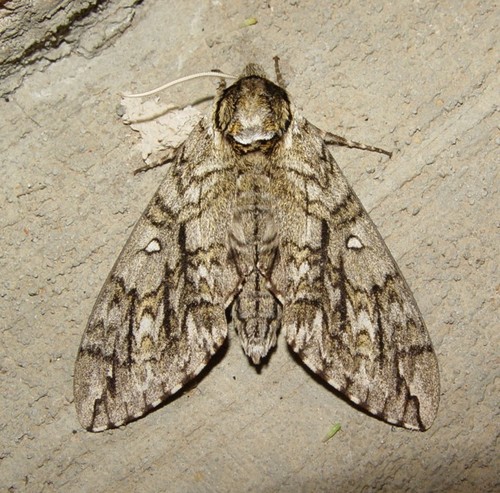 Waved Sphinx