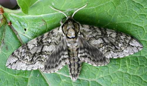 Waved Sphinx