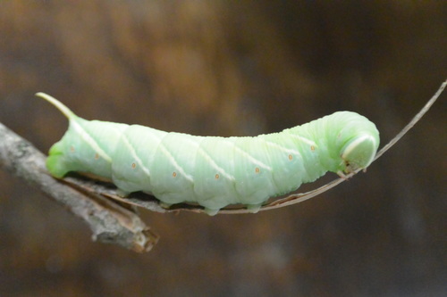 Waved Sphinx