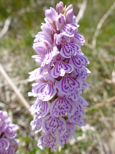heath spotted orchid