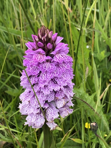 heath spotted orchid