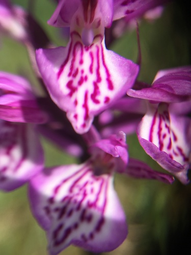 heath spotted orchid