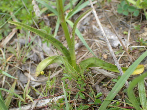 heath spotted orchid
