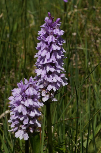 heath spotted orchid