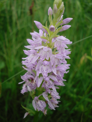 heath spotted orchid