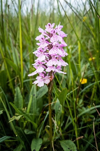 heath spotted orchid