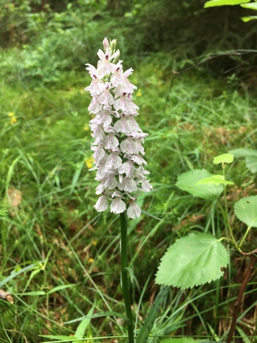 heath spotted orchid