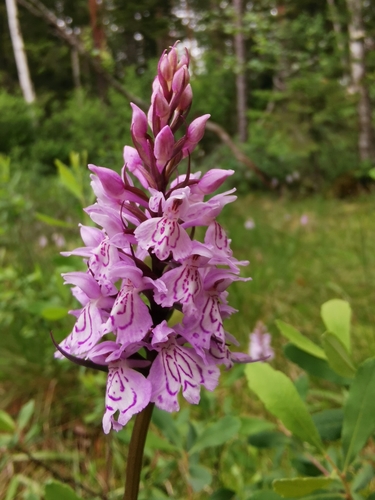 heath spotted orchid