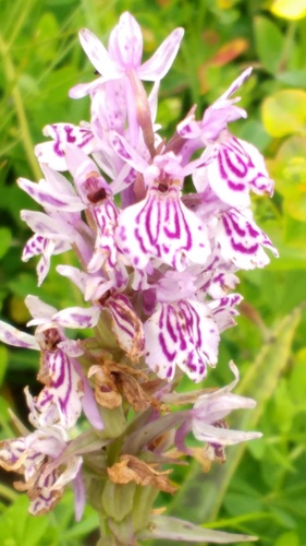 heath spotted orchid