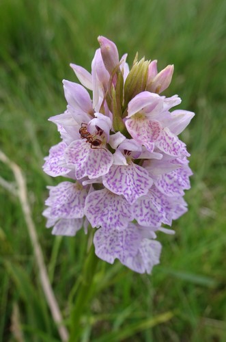 heath spotted orchid