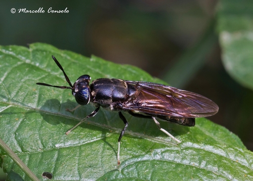 Black Soldier Fly