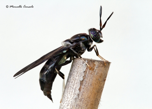 Black Soldier Fly