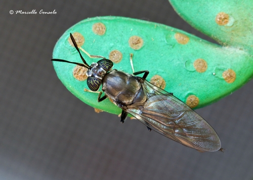 Black Soldier Fly
