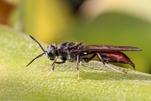 Black Soldier Fly