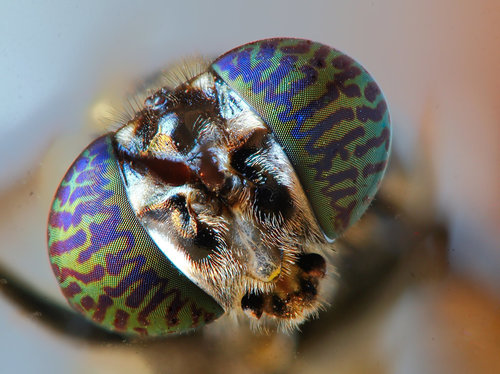 Black Soldier Fly