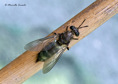 Black Soldier Fly