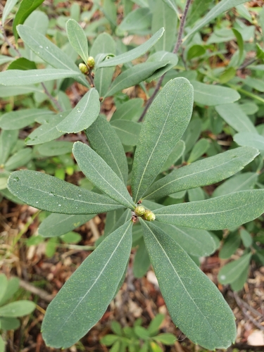 bog myrtle