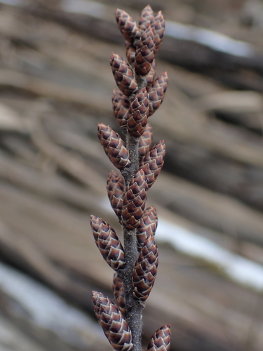 bog myrtle