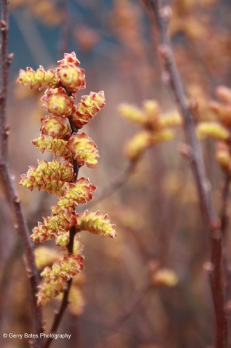bog myrtle