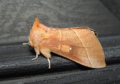 White-dotted Prominent