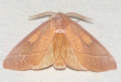 White-dotted Prominent
