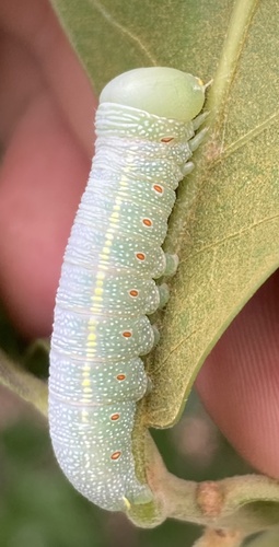 White-dotted Prominent