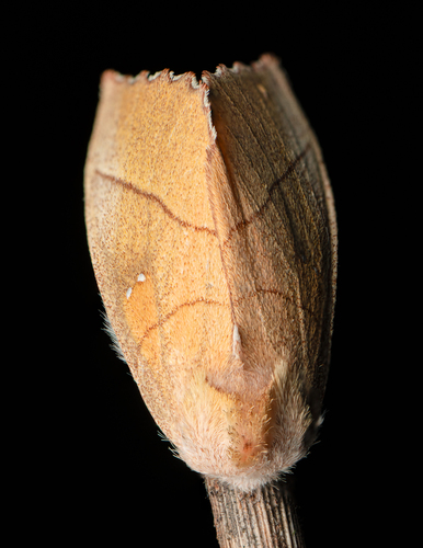White-dotted Prominent