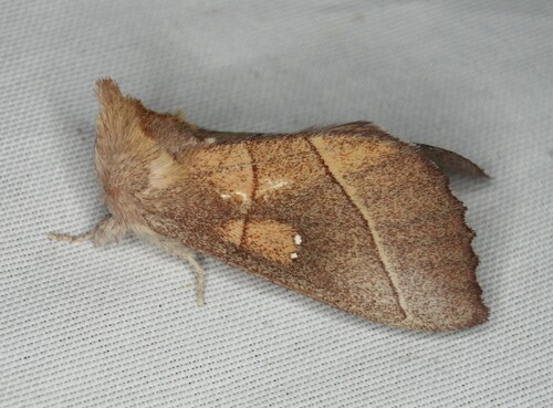 White-dotted Prominent