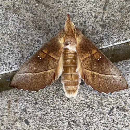 White-dotted Prominent