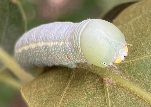 White-dotted Prominent
