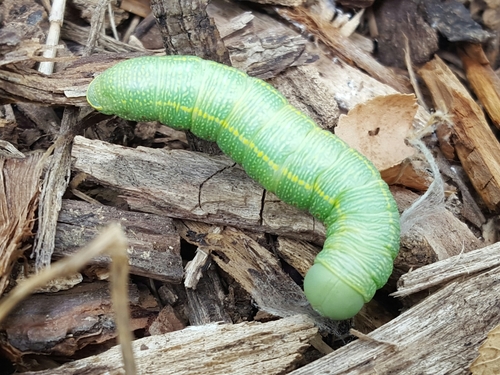 White-dotted Prominent