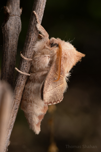 White-dotted Prominent