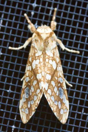 Hickory Tussock Moth