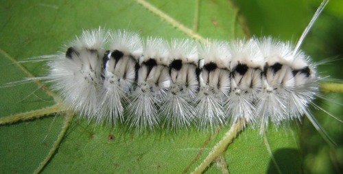 Hickory Tussock Moth