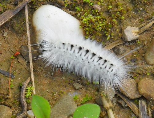 Hickory Tussock Moth
