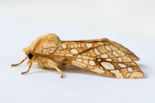 Hickory Tussock Moth