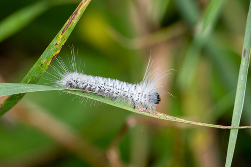 Hickory Tussock Moth