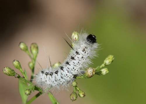 Hickory Tussock Moth