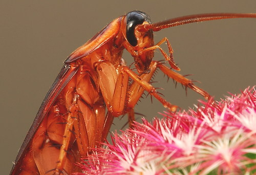 American Cockroach