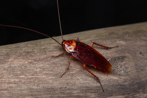 American Cockroach