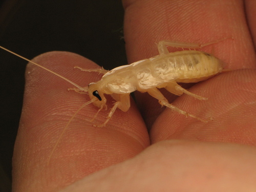 American Cockroach